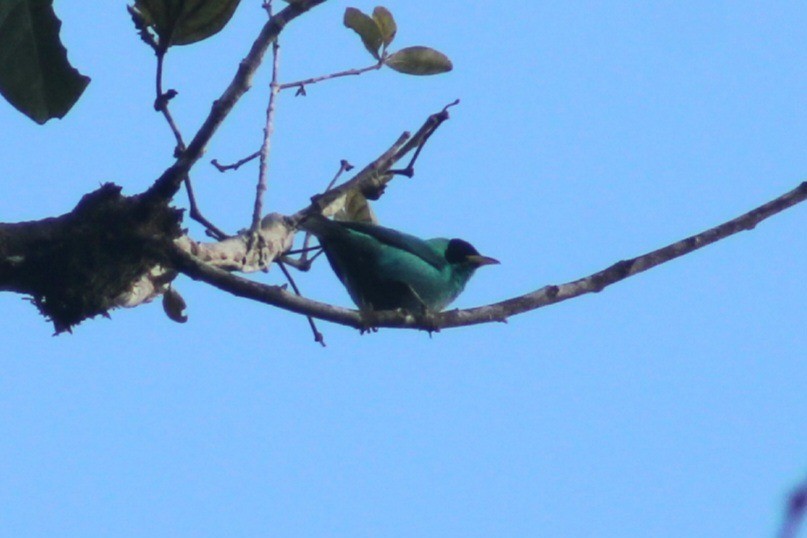 Green Honeycreeper - ML622939654