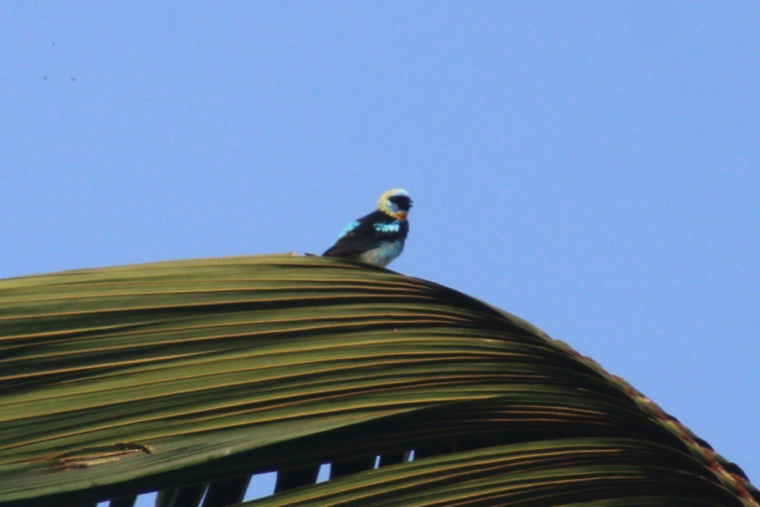 Golden-hooded Tanager - ML622939666