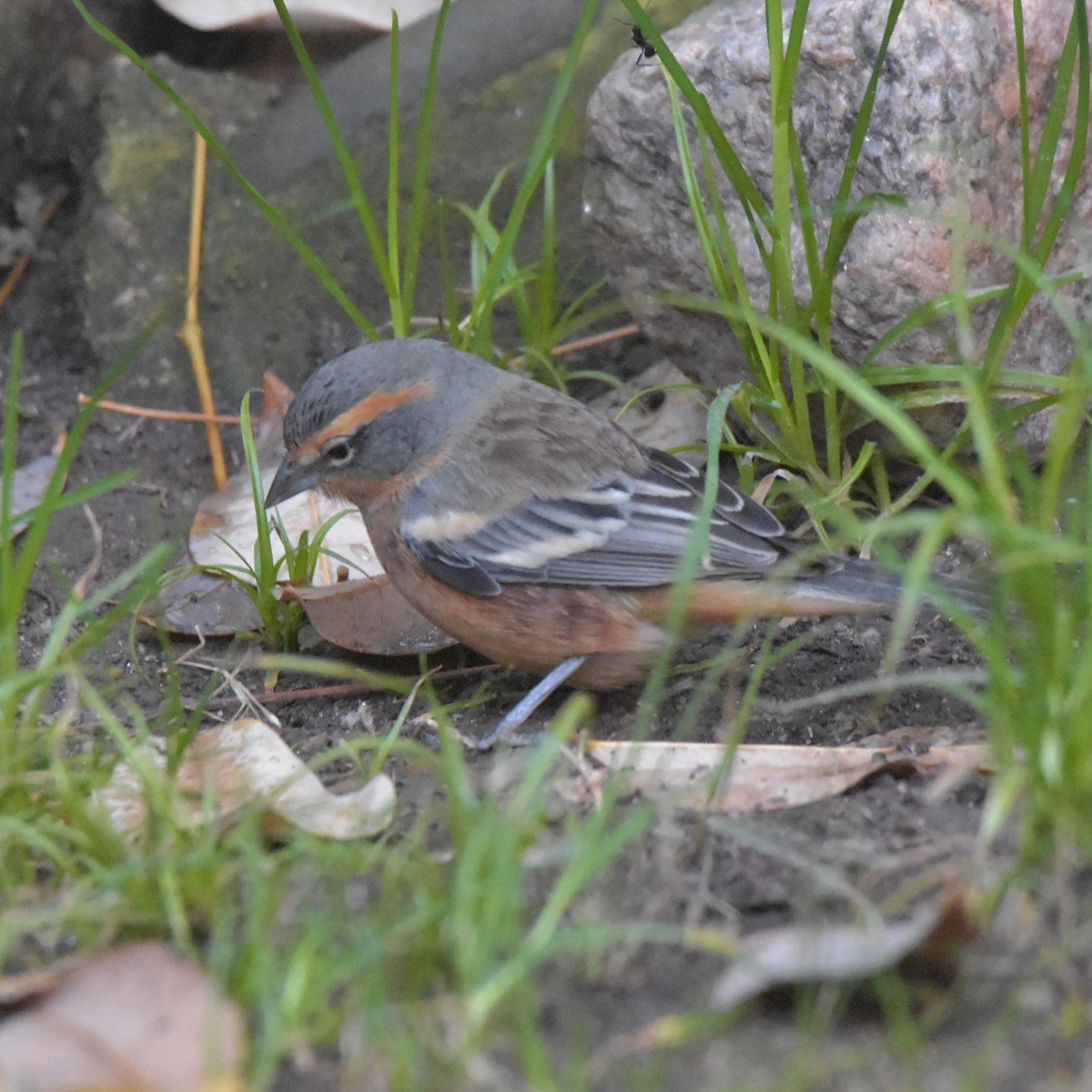 Cinnamon Warbling Finch - ML622939686