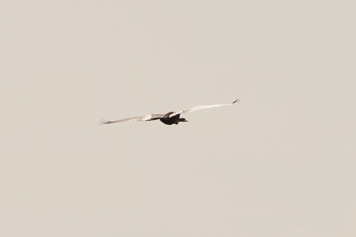 Anhinga - ML622939687