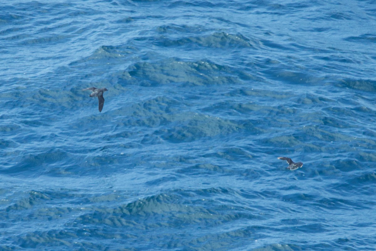 Cassin's Auklet - ML622939694