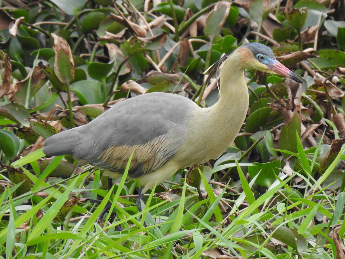 Whistling Heron - ML622939710