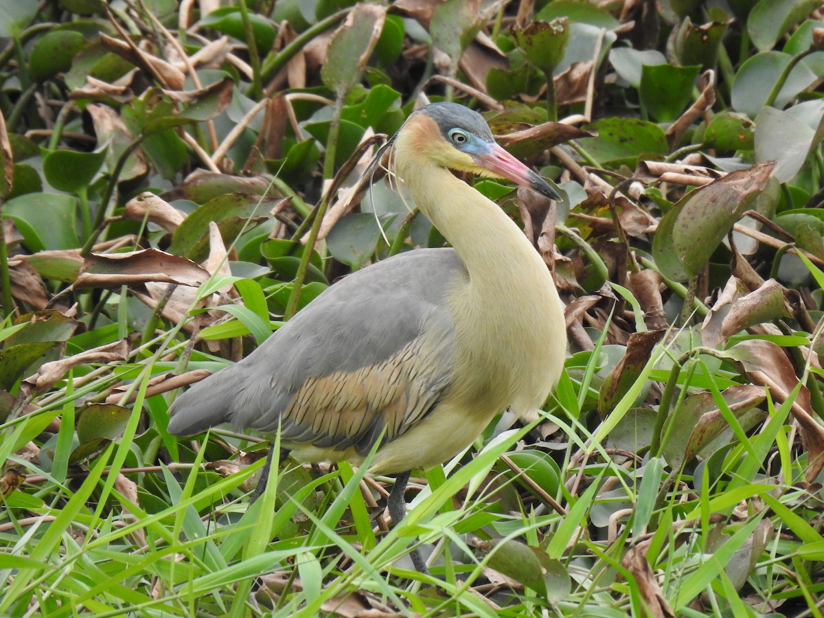 Whistling Heron - ML622939713