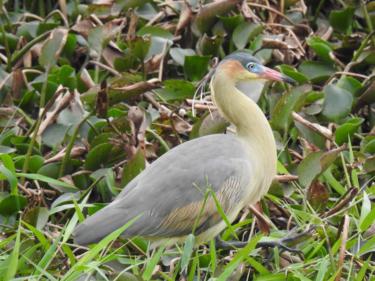 Whistling Heron - ML622939714