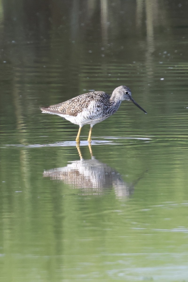 Greater Yellowlegs - ML622939716