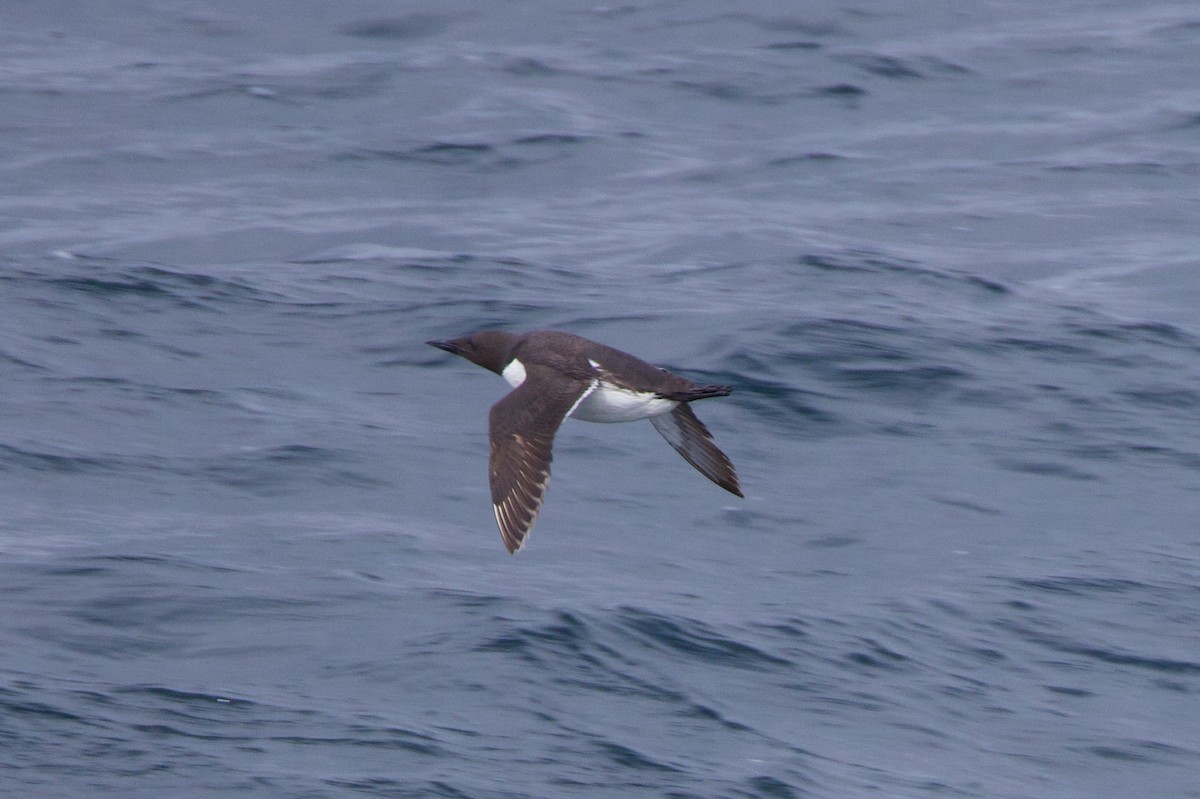 Common Murre - ML622939723