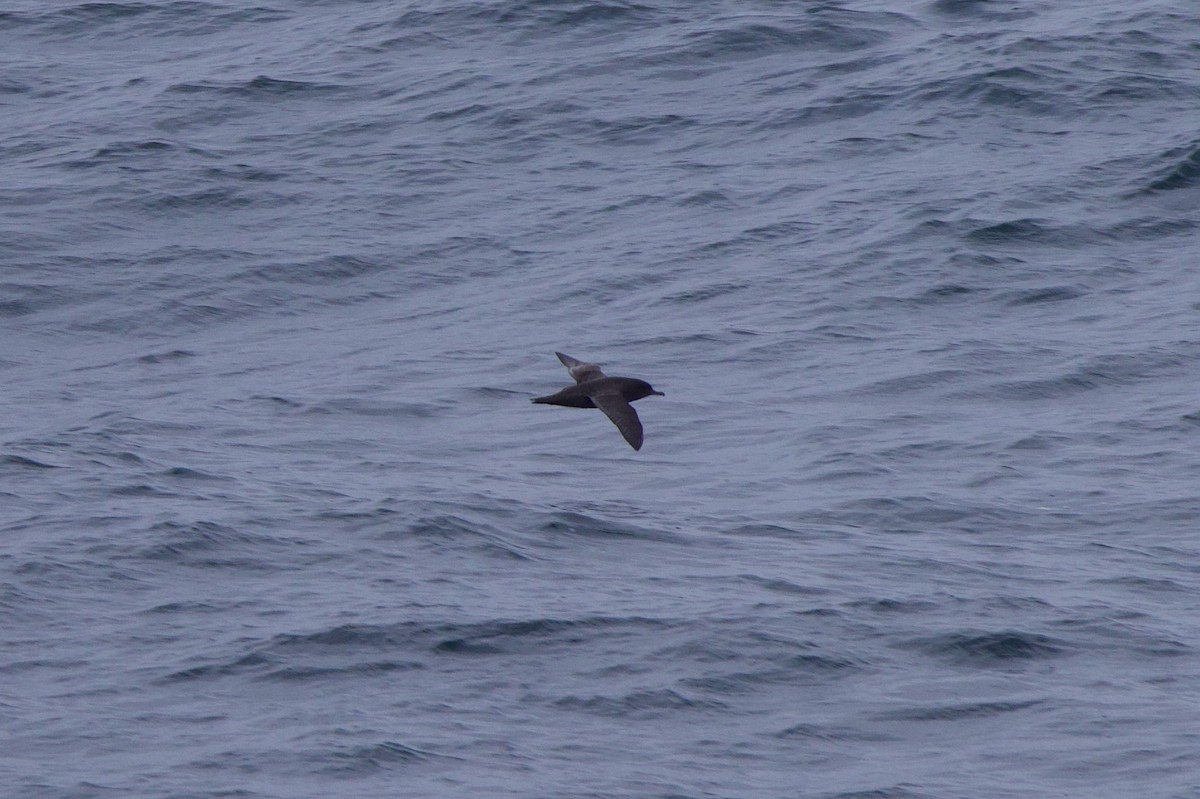 Short-tailed Shearwater - ML622939745