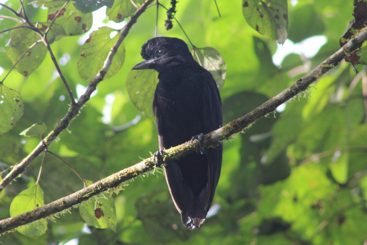 Long-wattled Umbrellabird - ML622939751