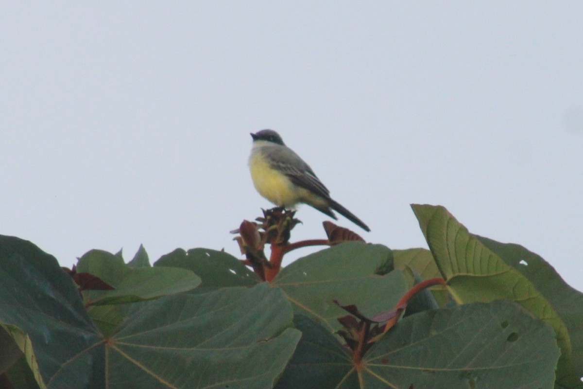 Snowy-throated Kingbird - ML622939762