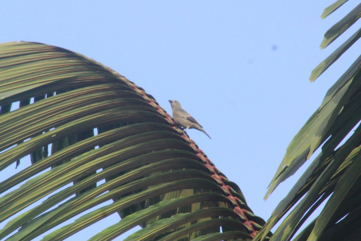 Palm Tanager - ML622939772