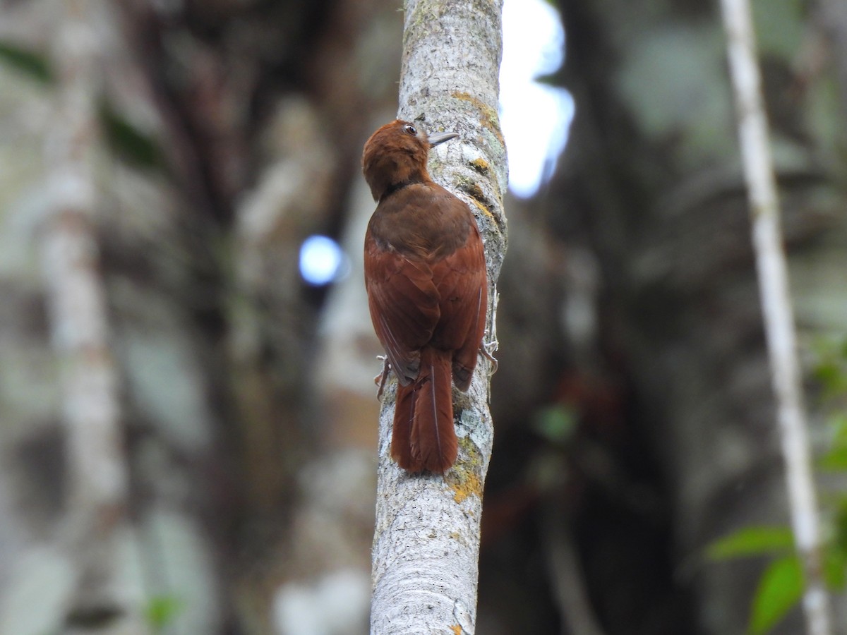 Ruddy Woodcreeper - ML622939777