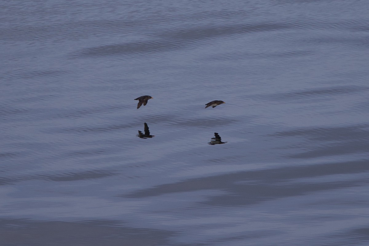Rhinoceros Auklet - ML622939790