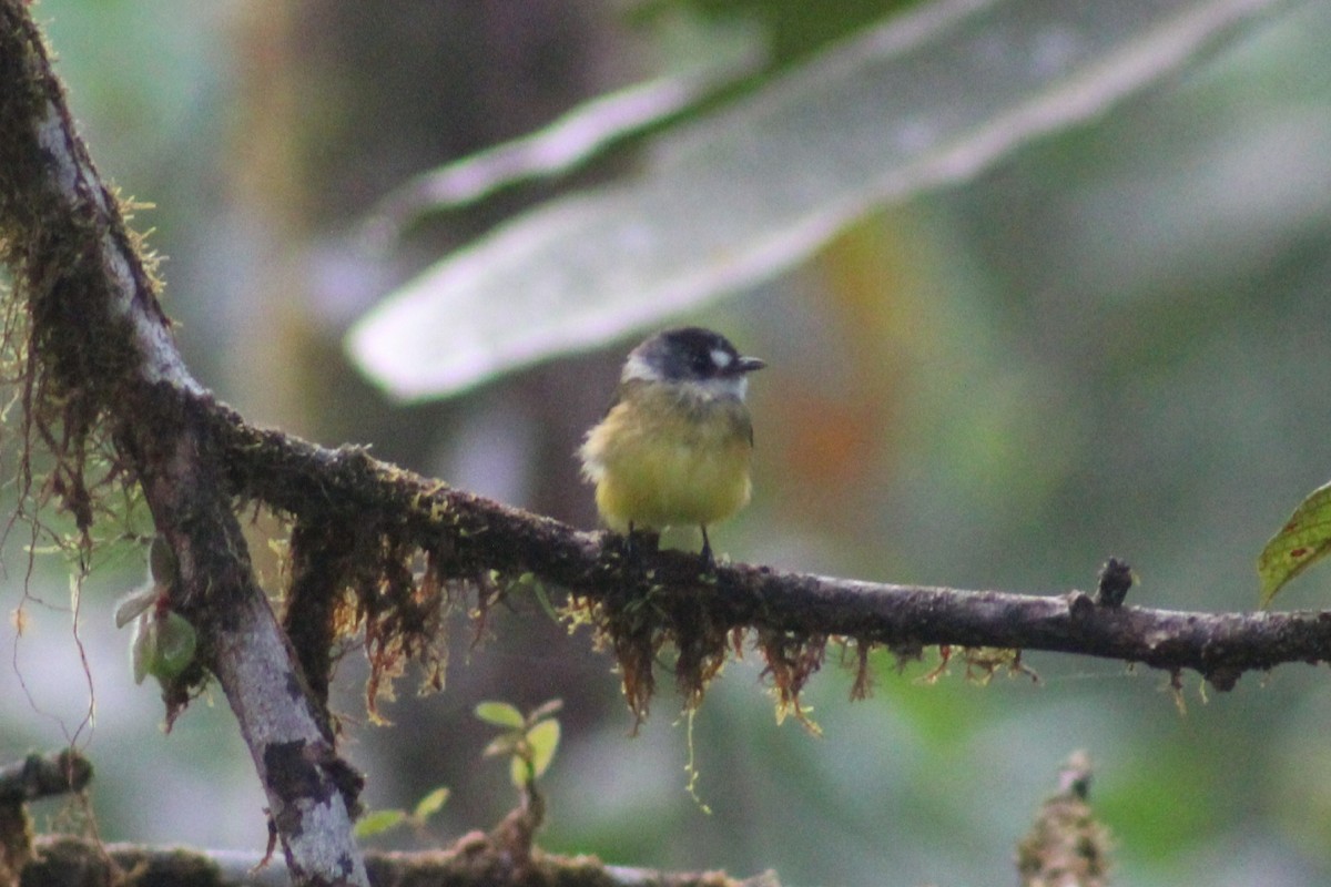 Ornate Flycatcher - ML622939794