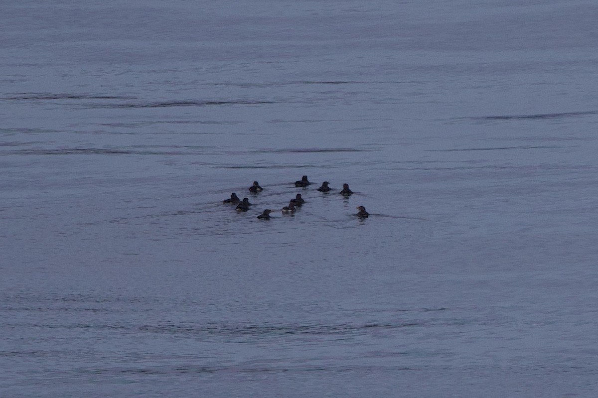 Rhinoceros Auklet - ML622939801