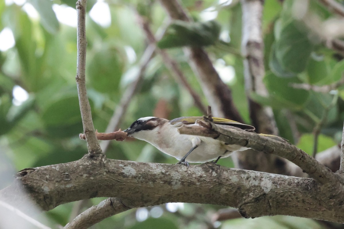 Light-vented Bulbul - ML622939812