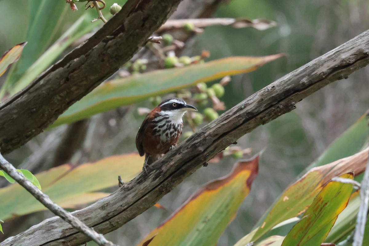 Taiwan Scimitar-Babbler - ML622939813