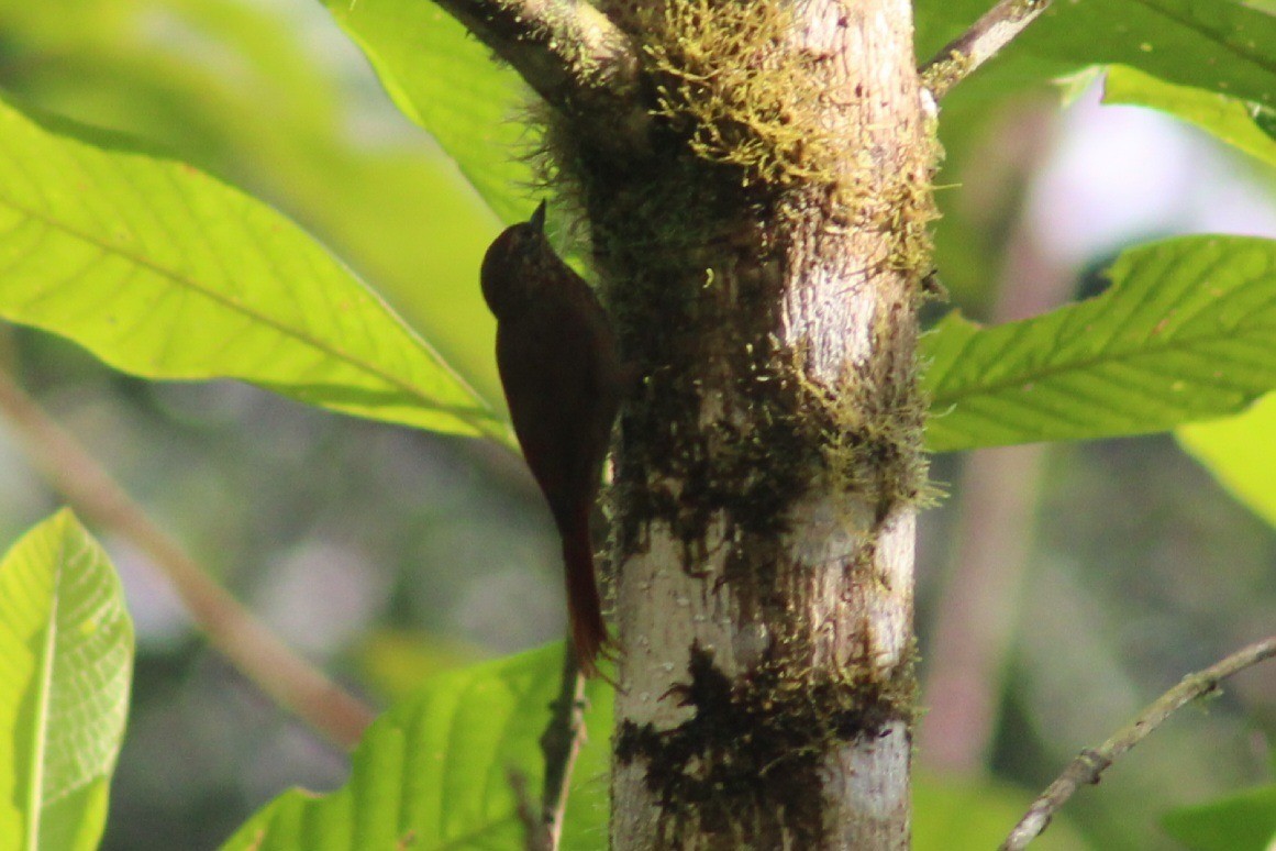 Wedge-billed Woodcreeper - ML622939820