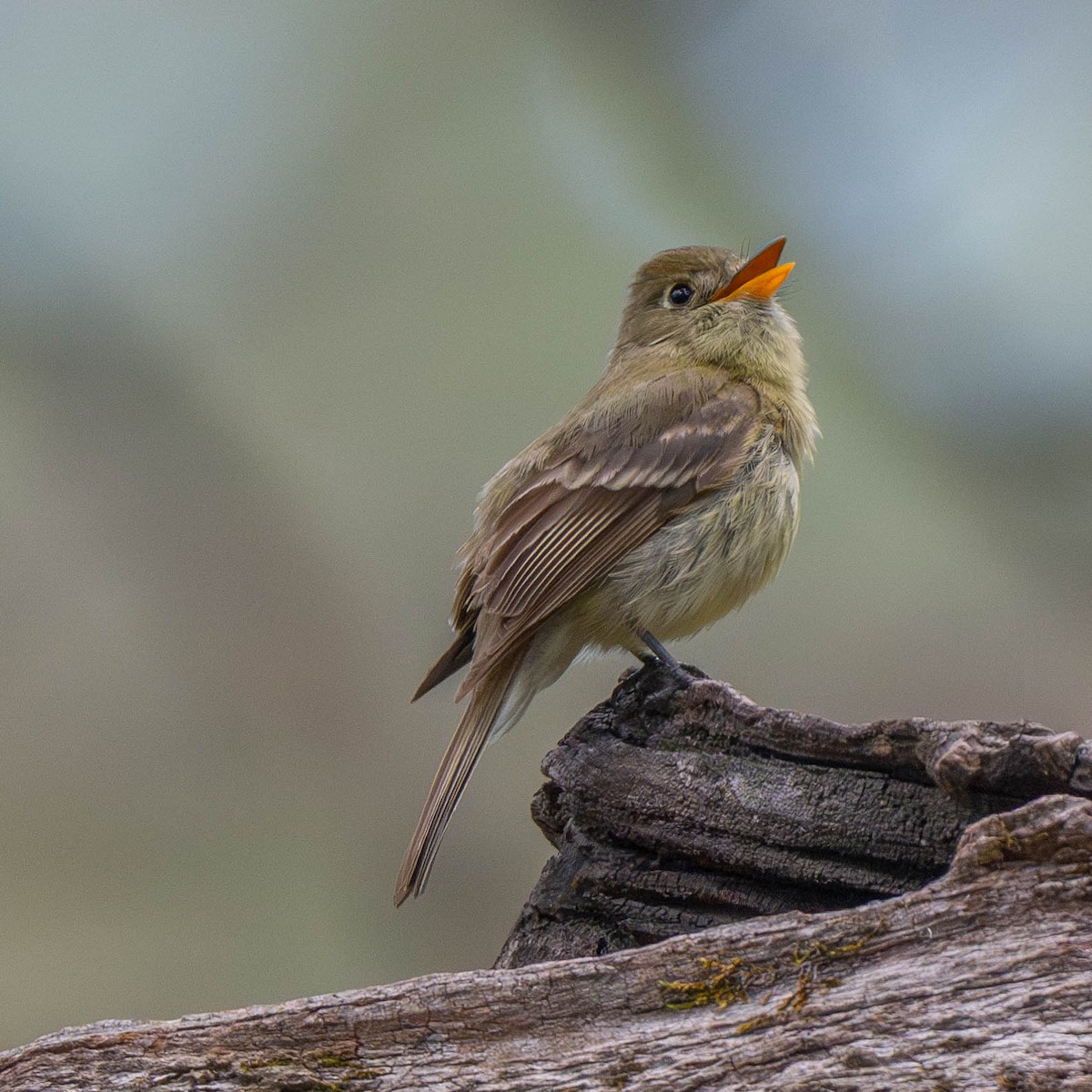 Western Flycatcher (Cordilleran) - ML622939831