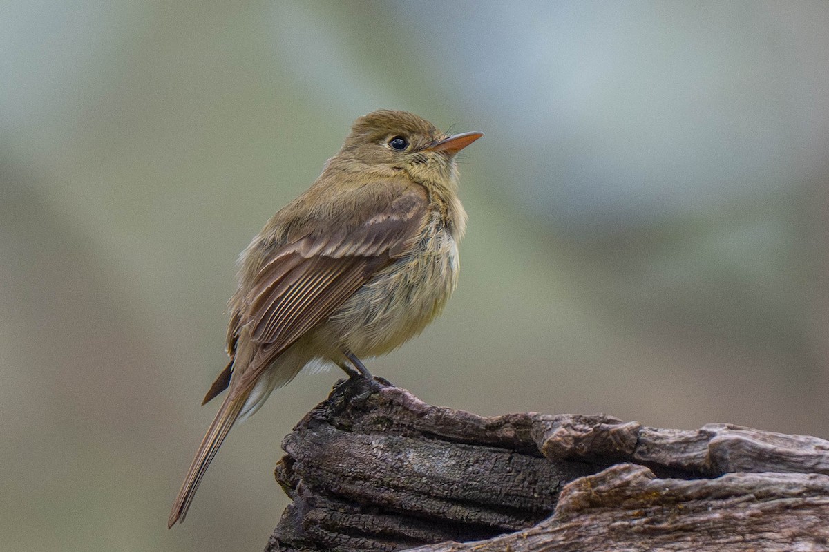 Western Flycatcher (Cordilleran) - ML622939832