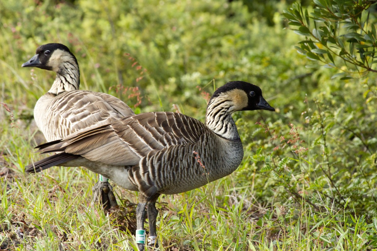 Hawaiian Goose - ML622939852