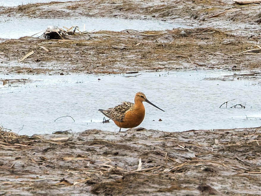 Bar-tailed Godwit - ML622939861