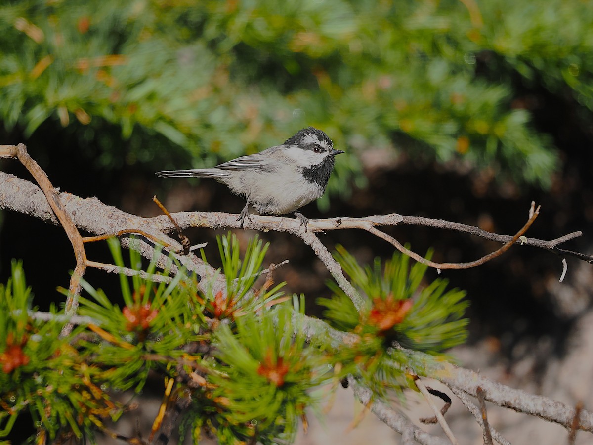 Mountain Chickadee - ML622939869