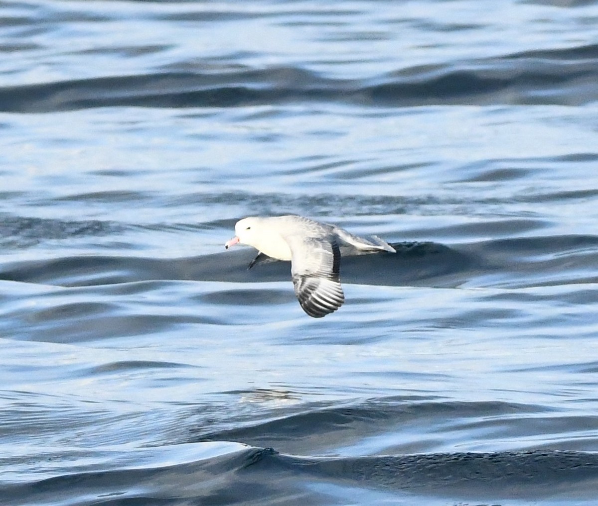 Southern Fulmar - Mario Jorge Baró