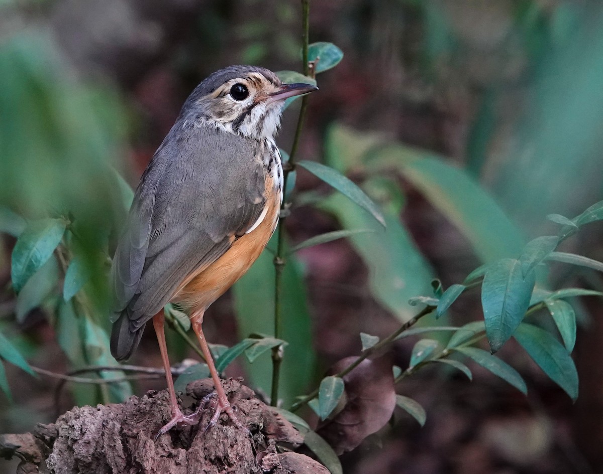 White-browed Antpitta - ML622939926