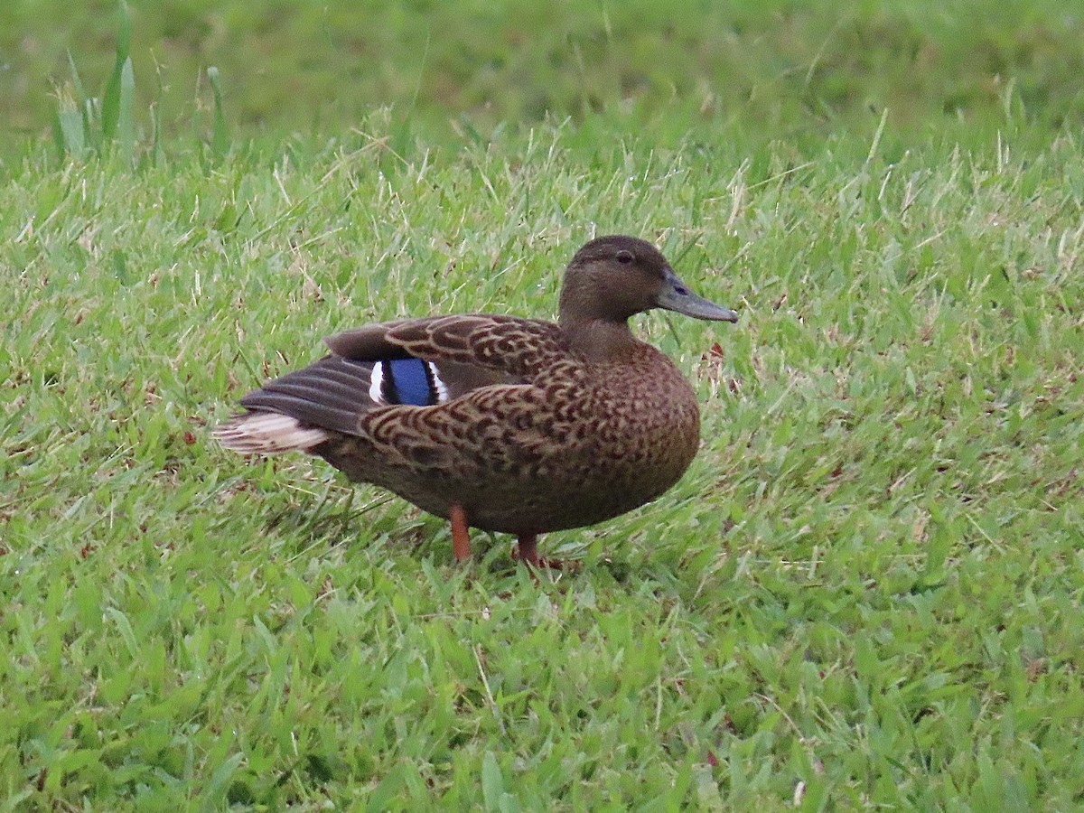 Hawaiian Duck - ML622939972