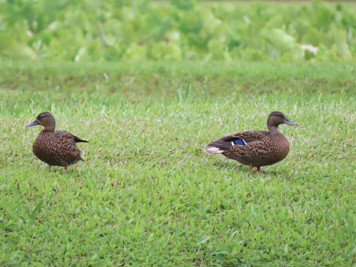 Hawaiian Duck - ML622939973