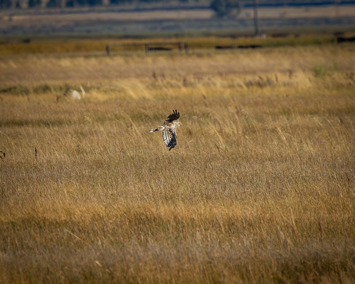 Northern Harrier - Alan Taylor