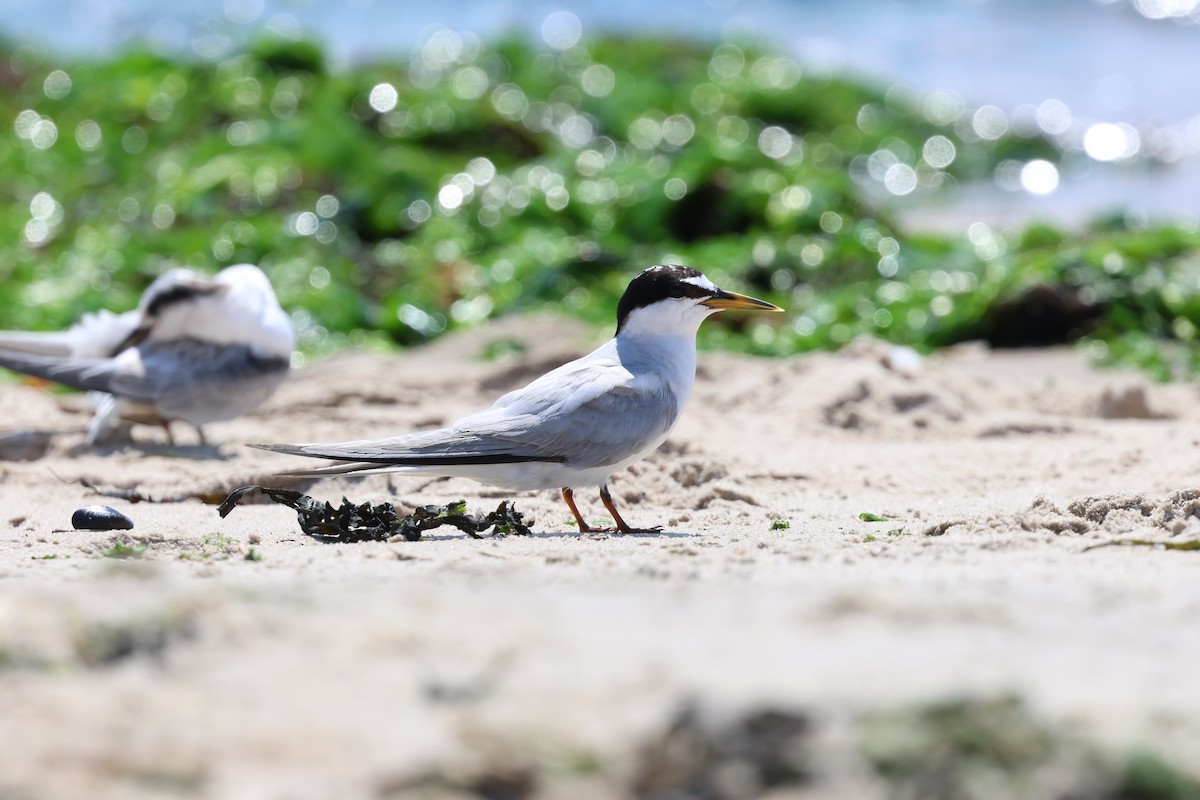 Least Tern - Zach L