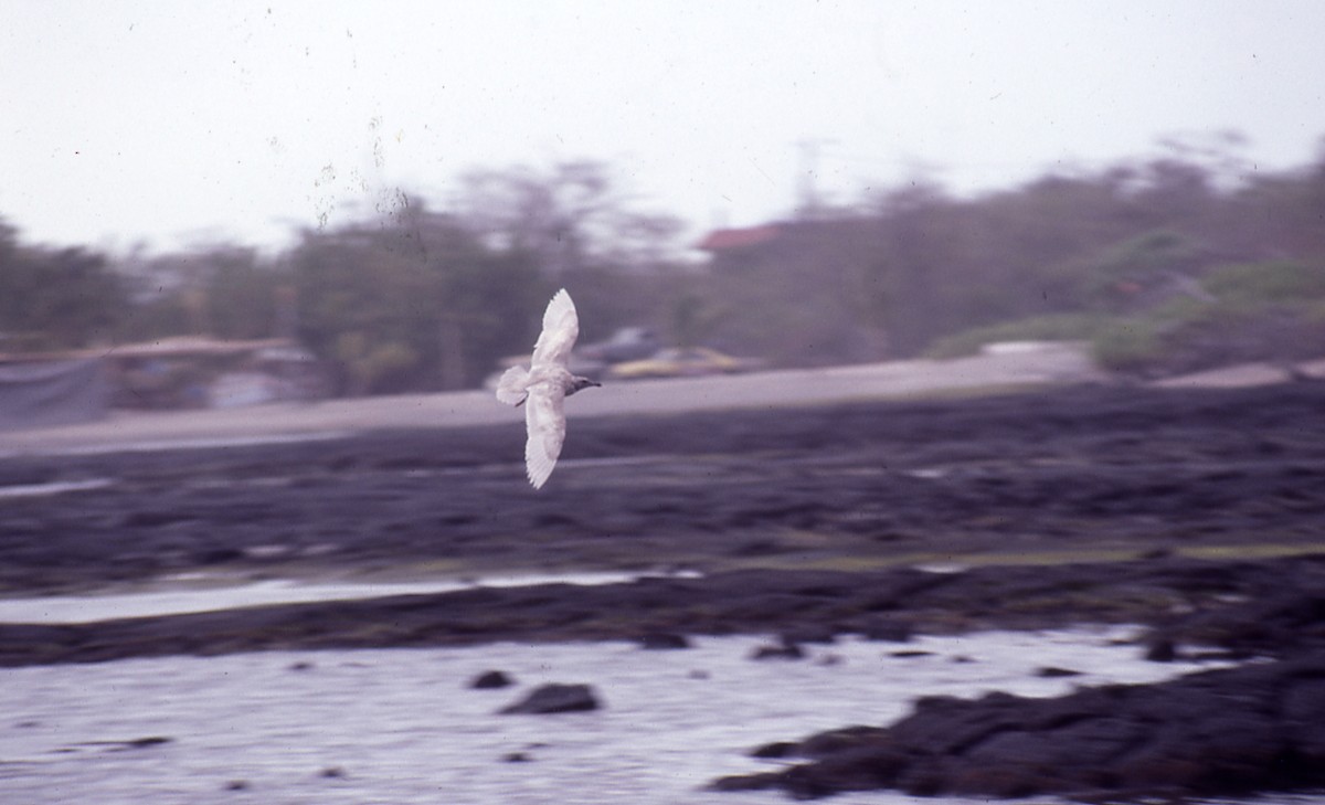 Glaucous-winged Gull - Mark Nikas