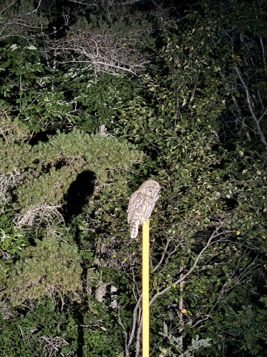 Barred Owl - ML622940063