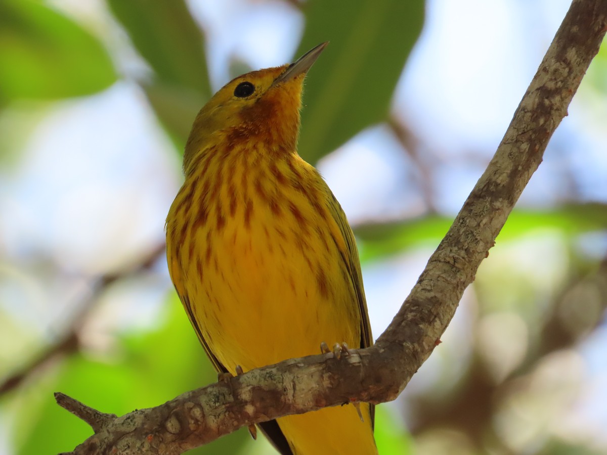 Yellow Warbler - ML622940074