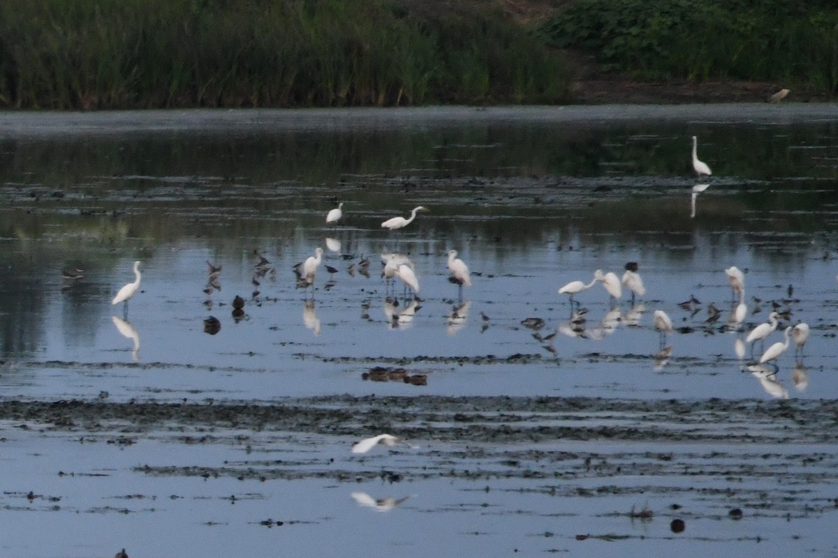 Avoceta Americana - ML622940160