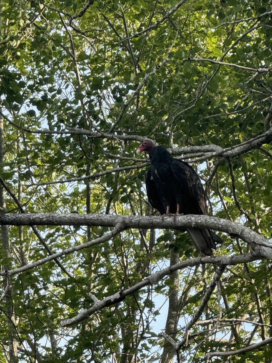 Turkey Vulture - ML622940196