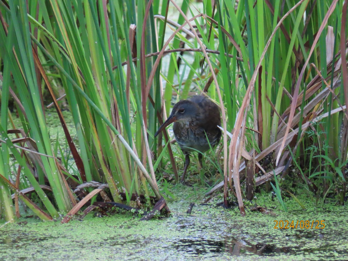 Virginia Rail - ML622940252