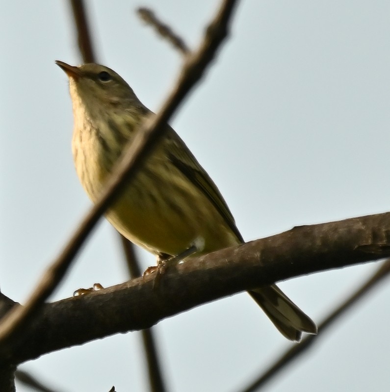 Cape May Warbler - ML622940260