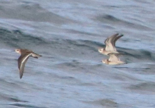 Red-necked Phalarope - ML622940262