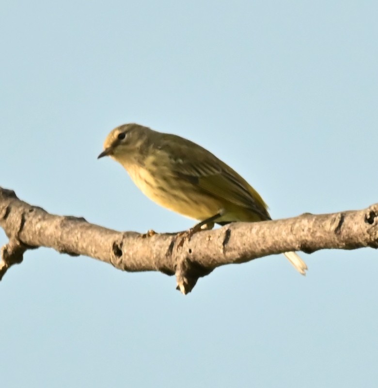 Cape May Warbler - ML622940266