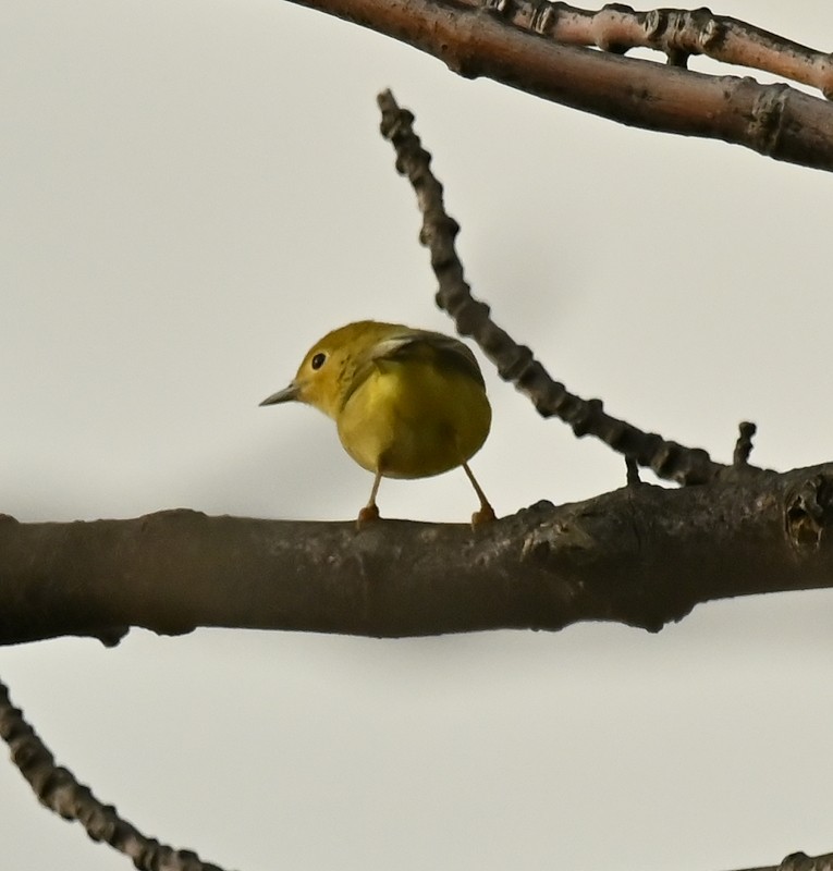 Yellow Warbler - ML622940276