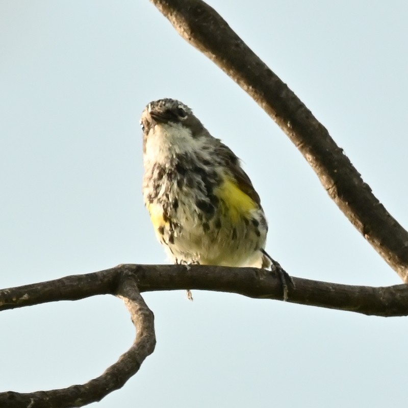 Yellow-rumped Warbler - ML622940283