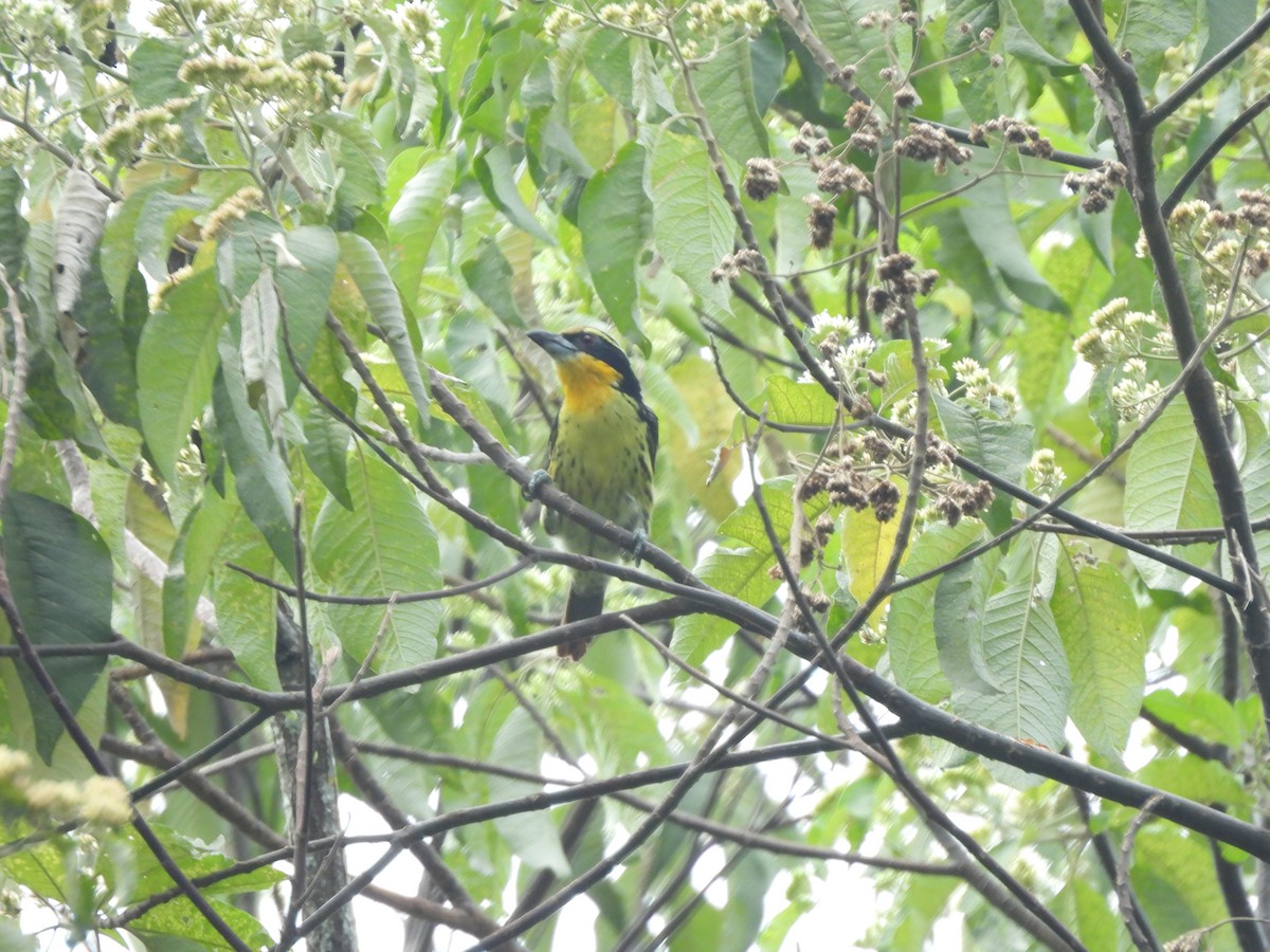 Gilded Barbet - ML622940322