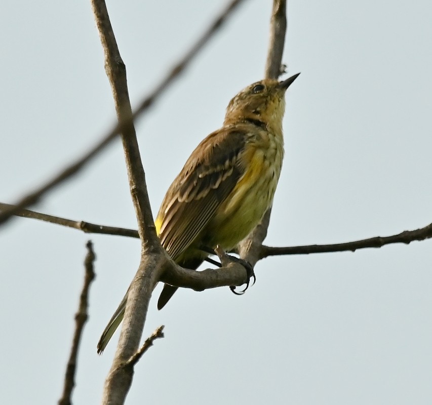 Yellow-rumped Warbler - ML622940361