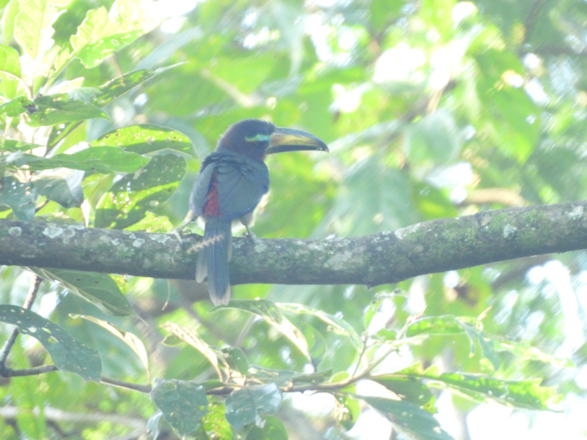 Lettered Aracari - ML622940394