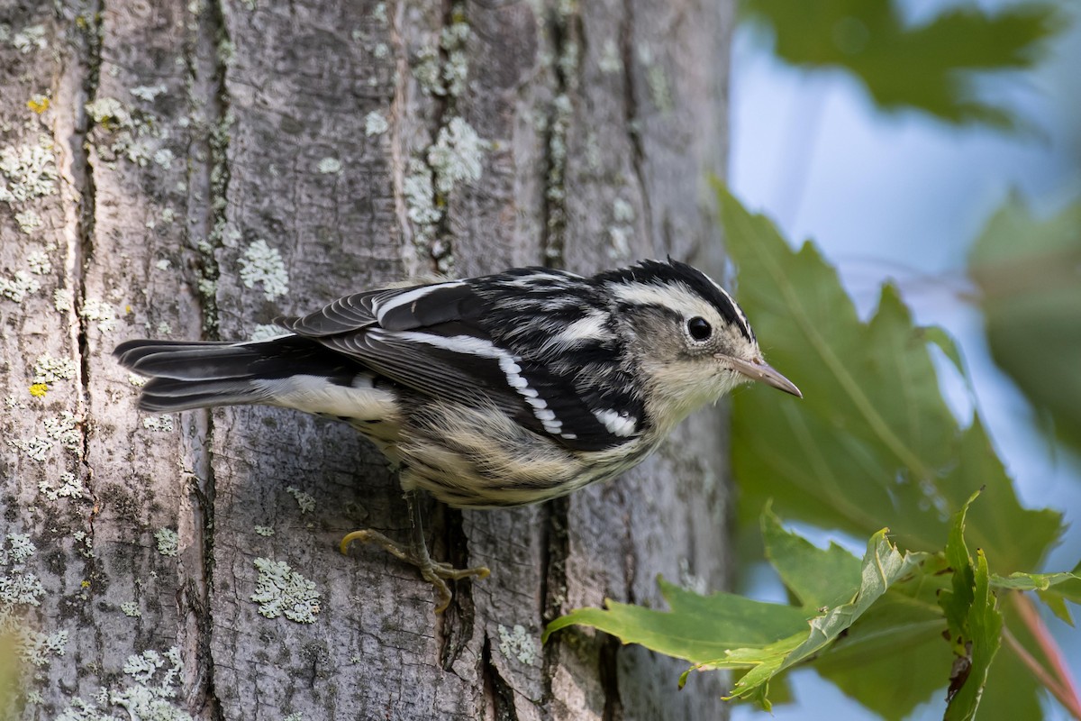 Black-and-white Warbler - ML622940402