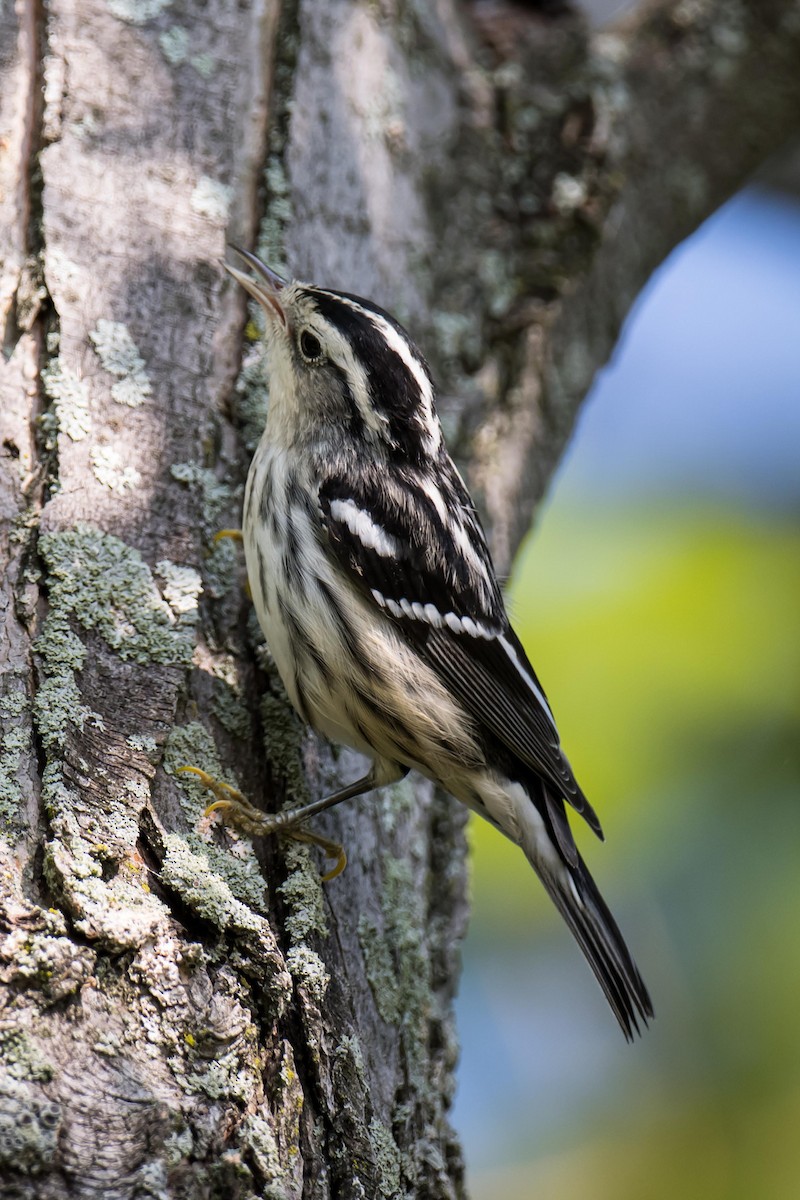 Black-and-white Warbler - ML622940403