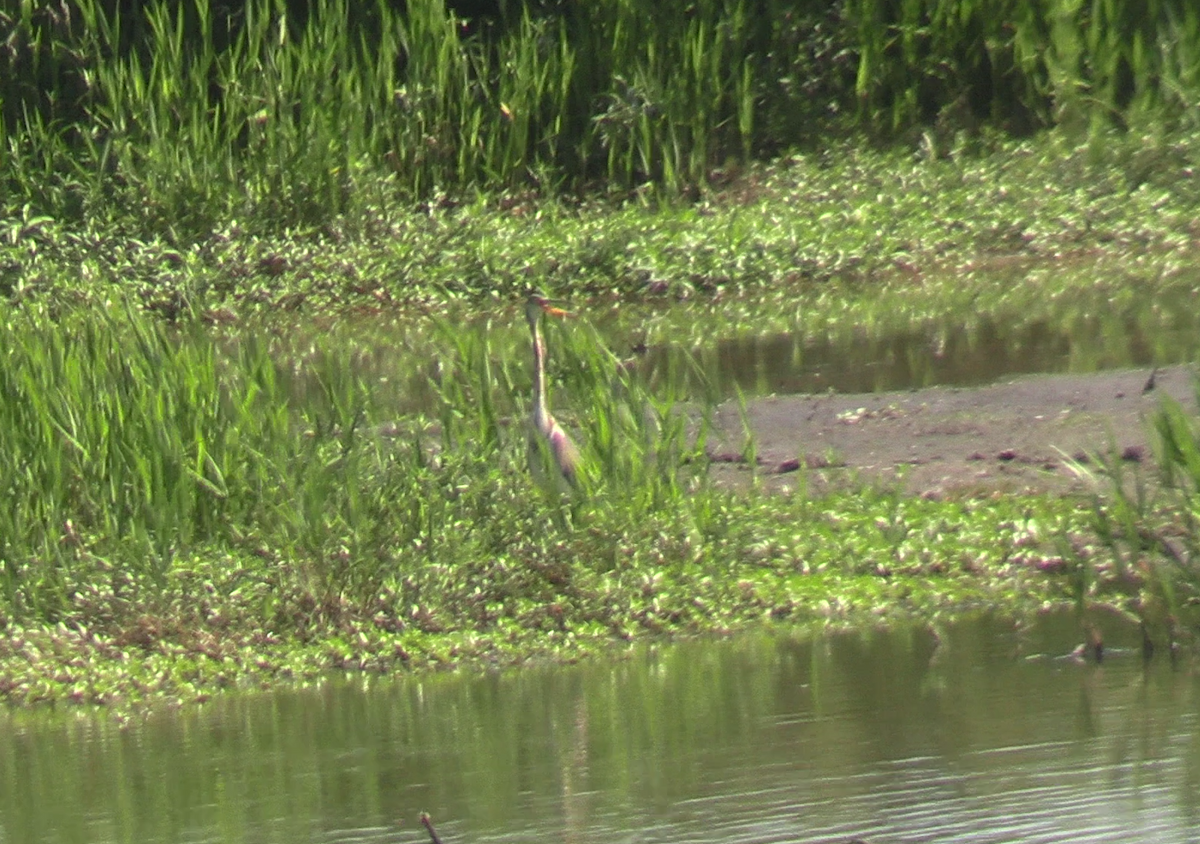 Tricolored Heron - Jeffrey Harris