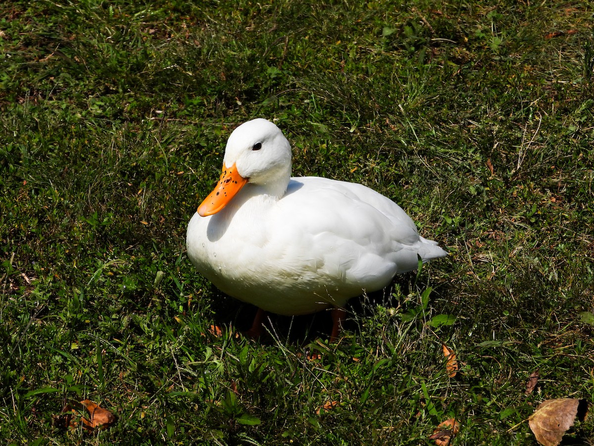 Mallard (Domestic type) - ML622940570